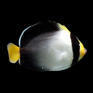 Singapore Angelfish