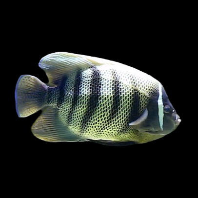 Sixbar Angelfish