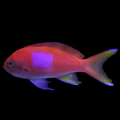 Square-back Anthias