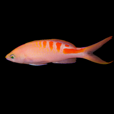 Tiger Anthias