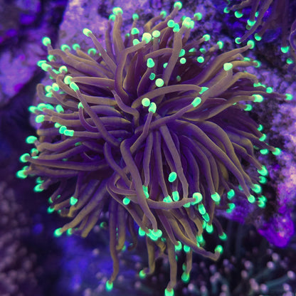 Indo Gold Neon Tip Torch