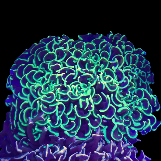 Green Wall Hammer