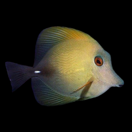 Scopas Tang