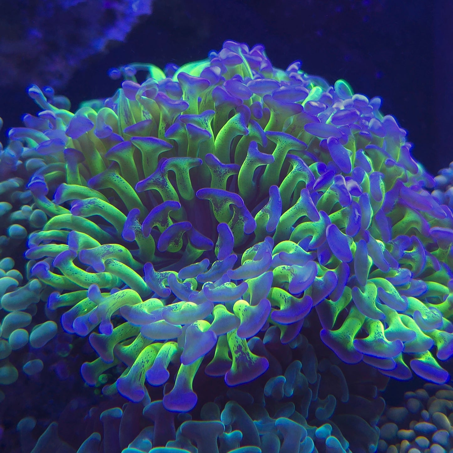 Green and Purple Branching Hammer