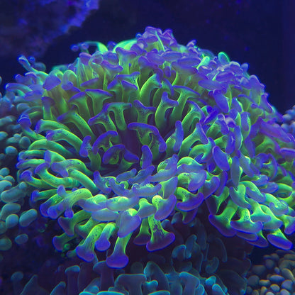 Green and Purple Branching Hammer