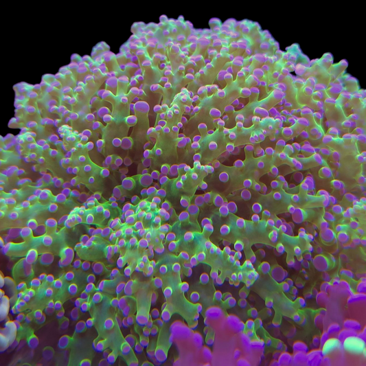 Purple Tip Green Frogspawn