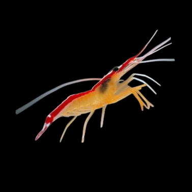 Cleaner Shrimp