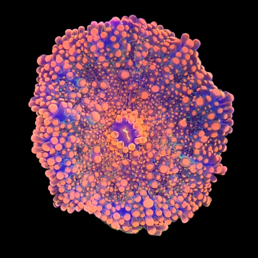 Orange Yuma Mushroom