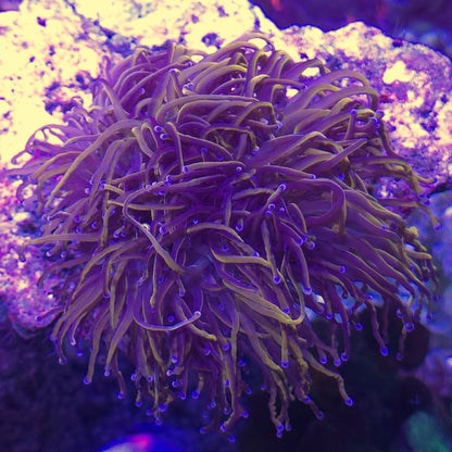 Indo Gold Torch