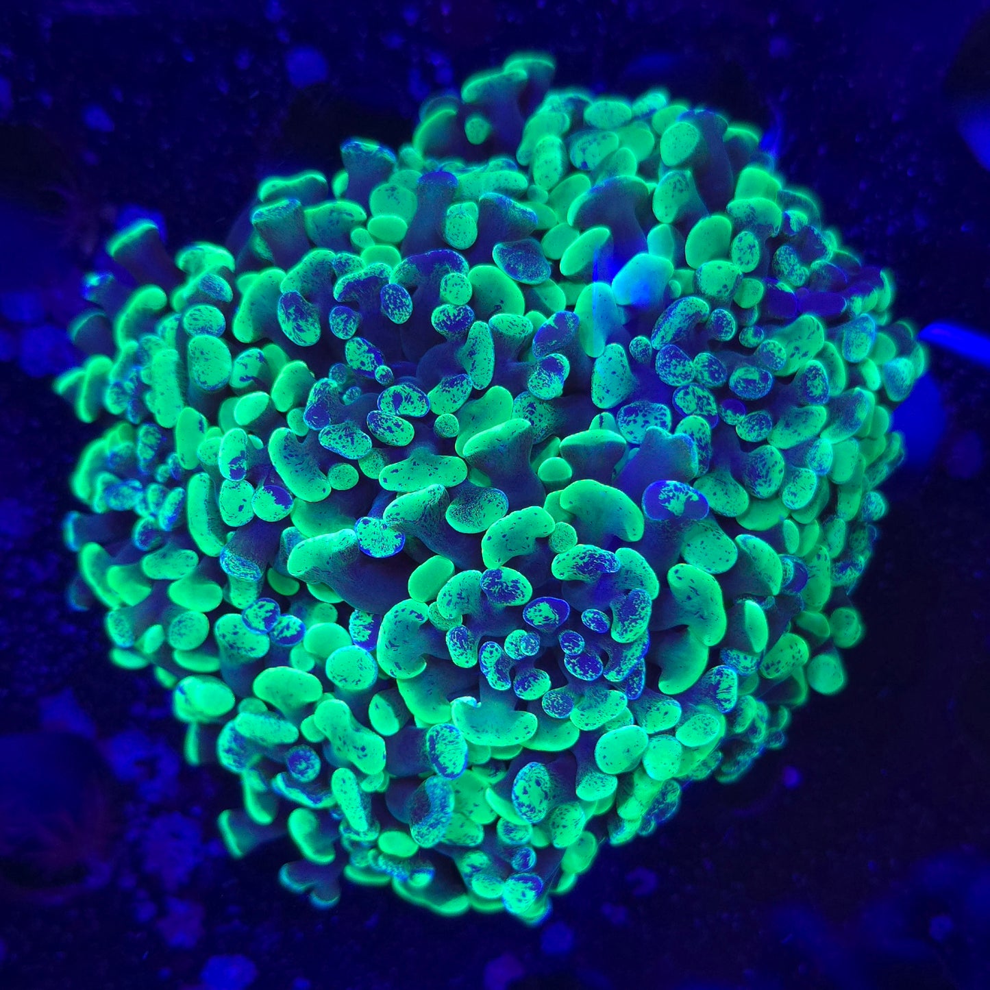 Ultra Splatter Branching Hammer