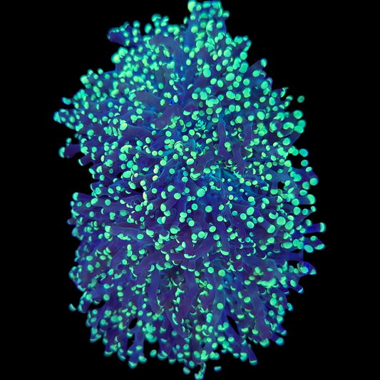 Neon Green Branching Frogspawn Coral