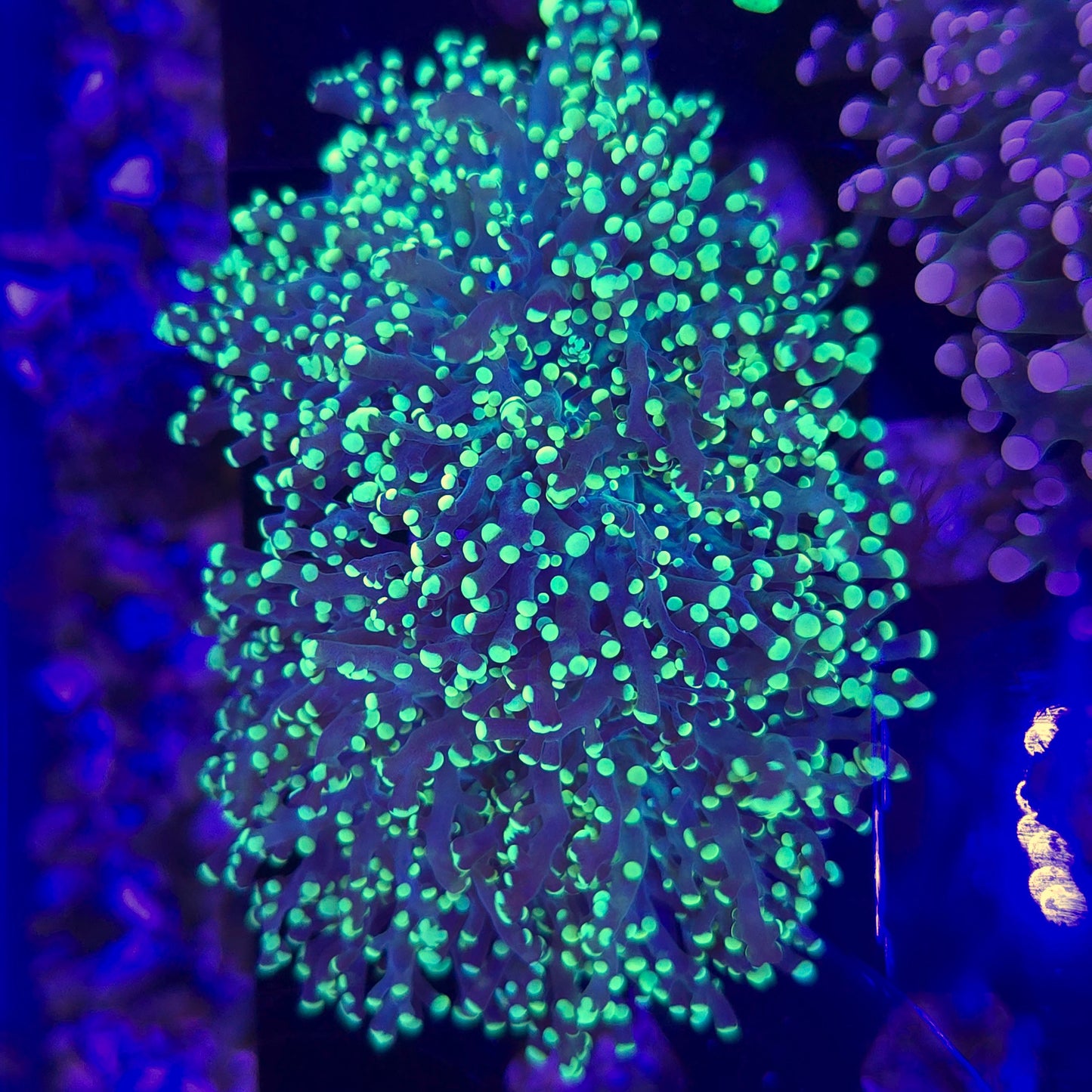 Neon Green Branching Frogspawn Coral