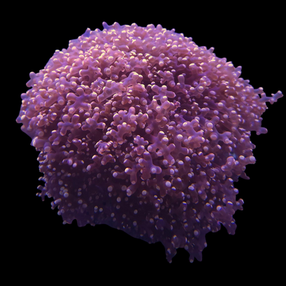 Pink Frogspawn