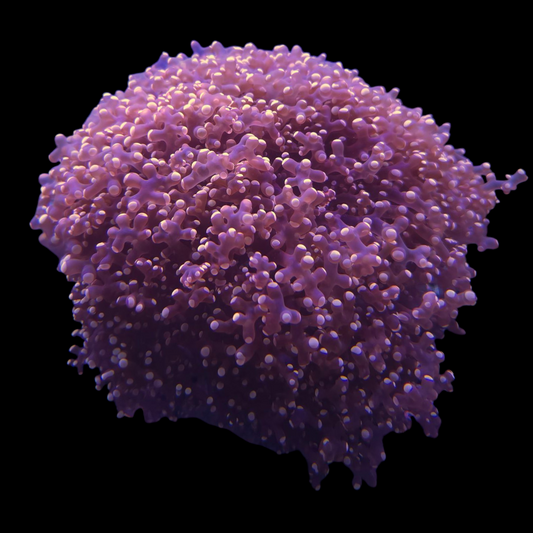 Pink Frogspawn