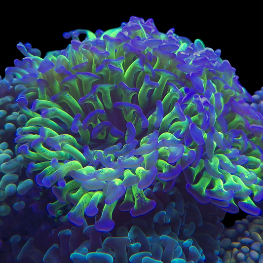 Green and Purple Branching Hammer