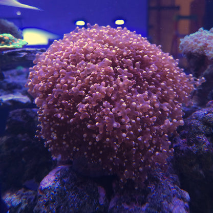 Pink Frogspawn