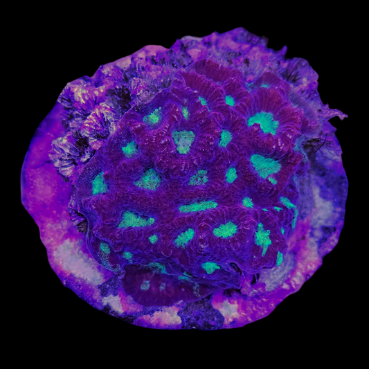 Super Green Mouth Favia Colony 3 inches- WYSIWYG